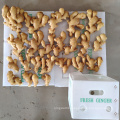 Ginger fresh organic ginger newest crop in bulk professional export gengibre fresh ginger